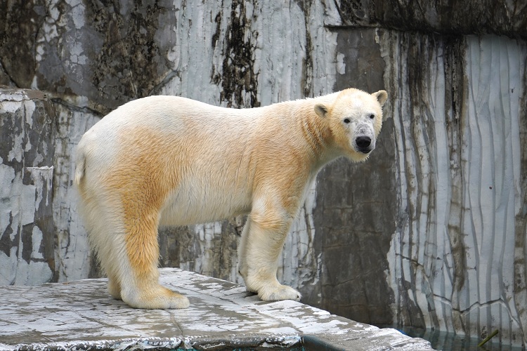 動物園のスターの素顔　ホッキョクグマ編
