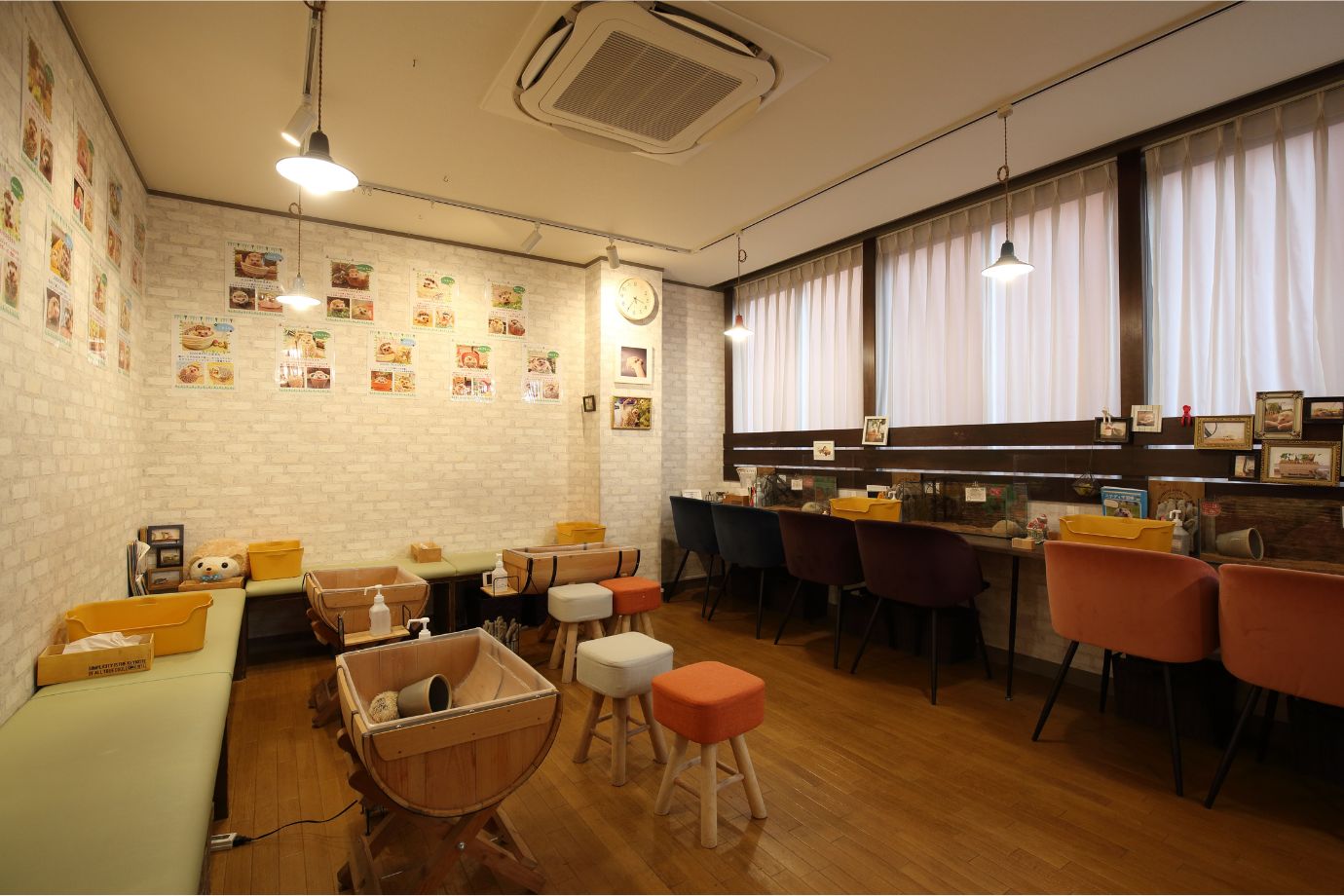 ハリネズミ専門カフェ