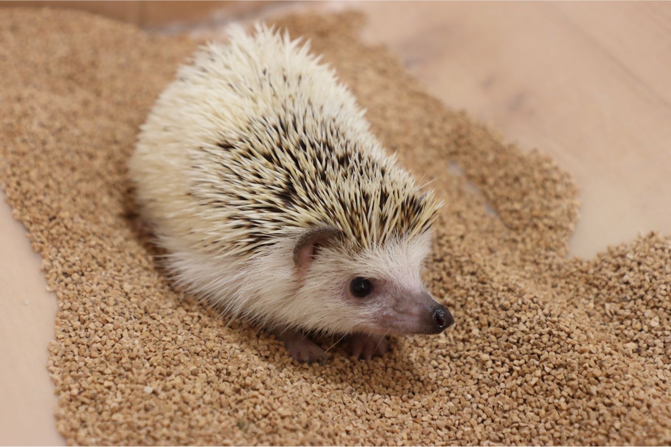 個性豊かなハリネズミたち