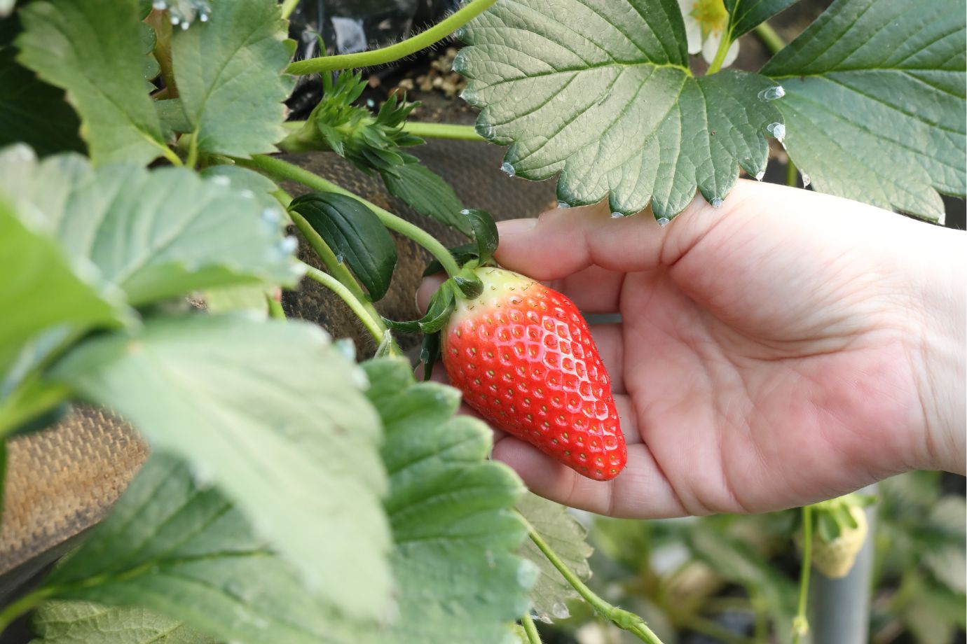 果物狩りが楽しめる