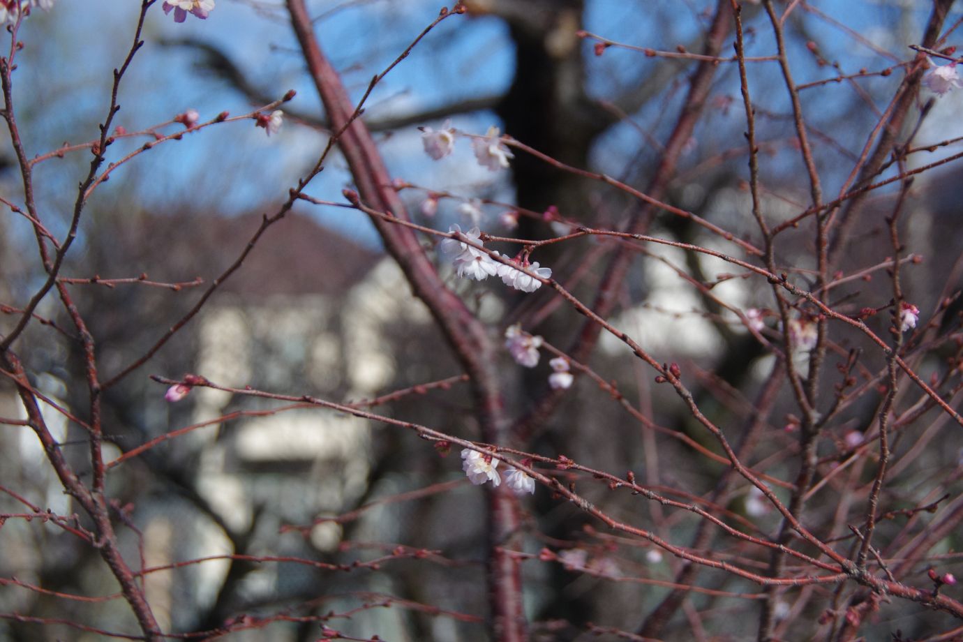 今はまだ蕾ばかりの梅の木も、春になれば満開になります。みなさんが日々の努力の成果を発揮し、希望の学校に合格できることを編集部一同、心よりお祈りしています。