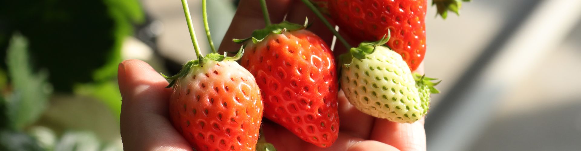 【はままつフルーツパーク時之栖】旬のいちご狩りと1日満喫プランを紹介