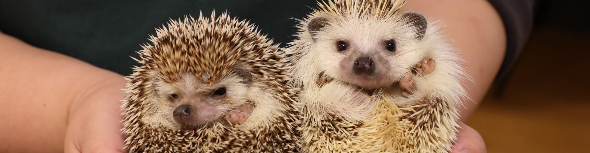 【名古屋・栄】都会の真ん中で癒やしのひととき ハリネズミとふれあおう!