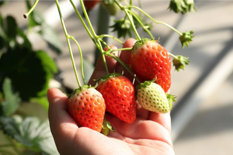 【はままつフルーツパーク時之栖】旬のいちご狩りと1日満喫プランを紹介