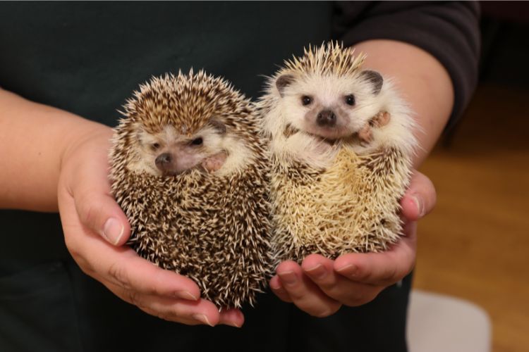 【名古屋・栄】都会の真ん中で癒やしのひととき ハリネズミとふれあおう！