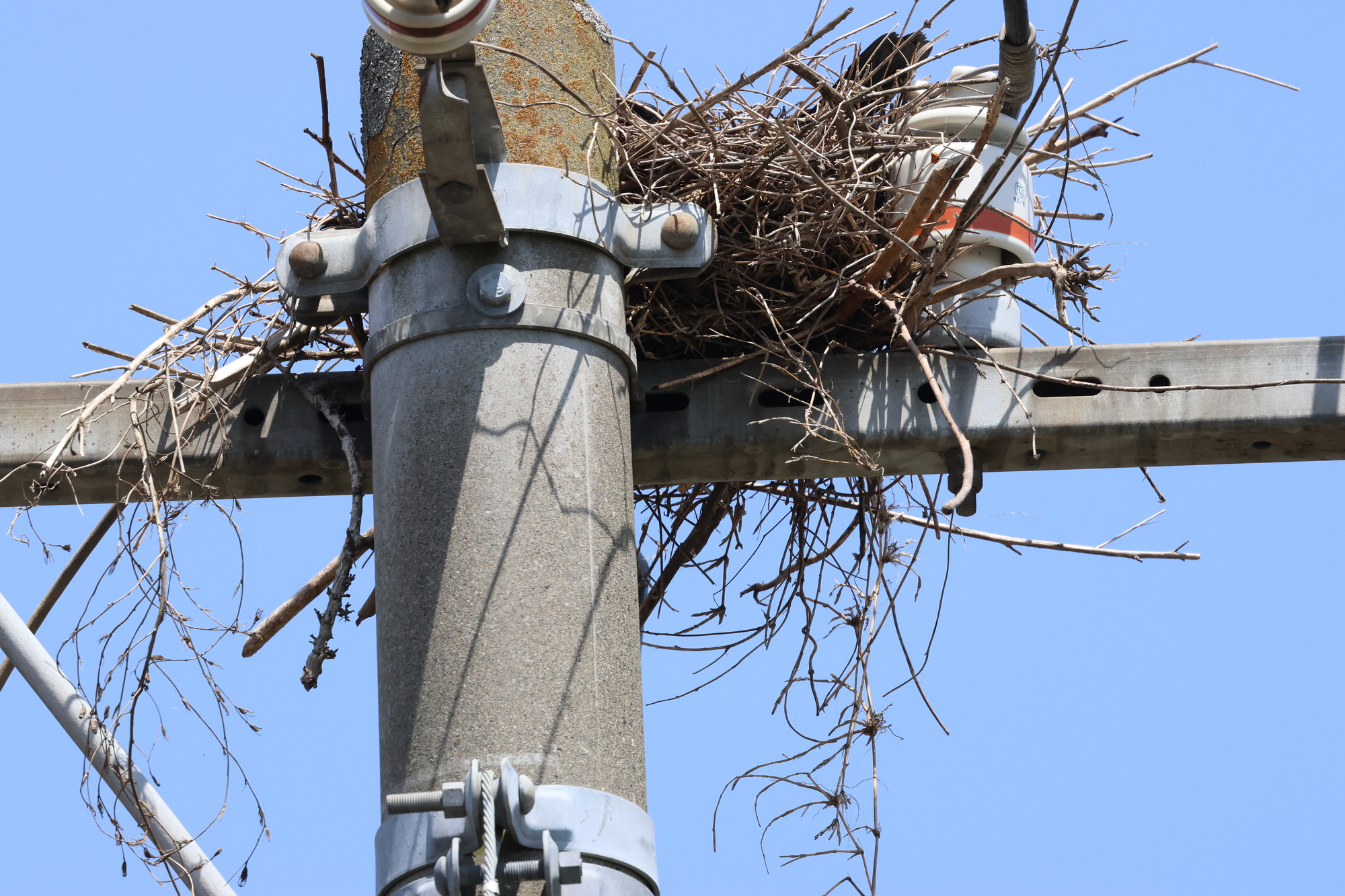 キャンペーン概要