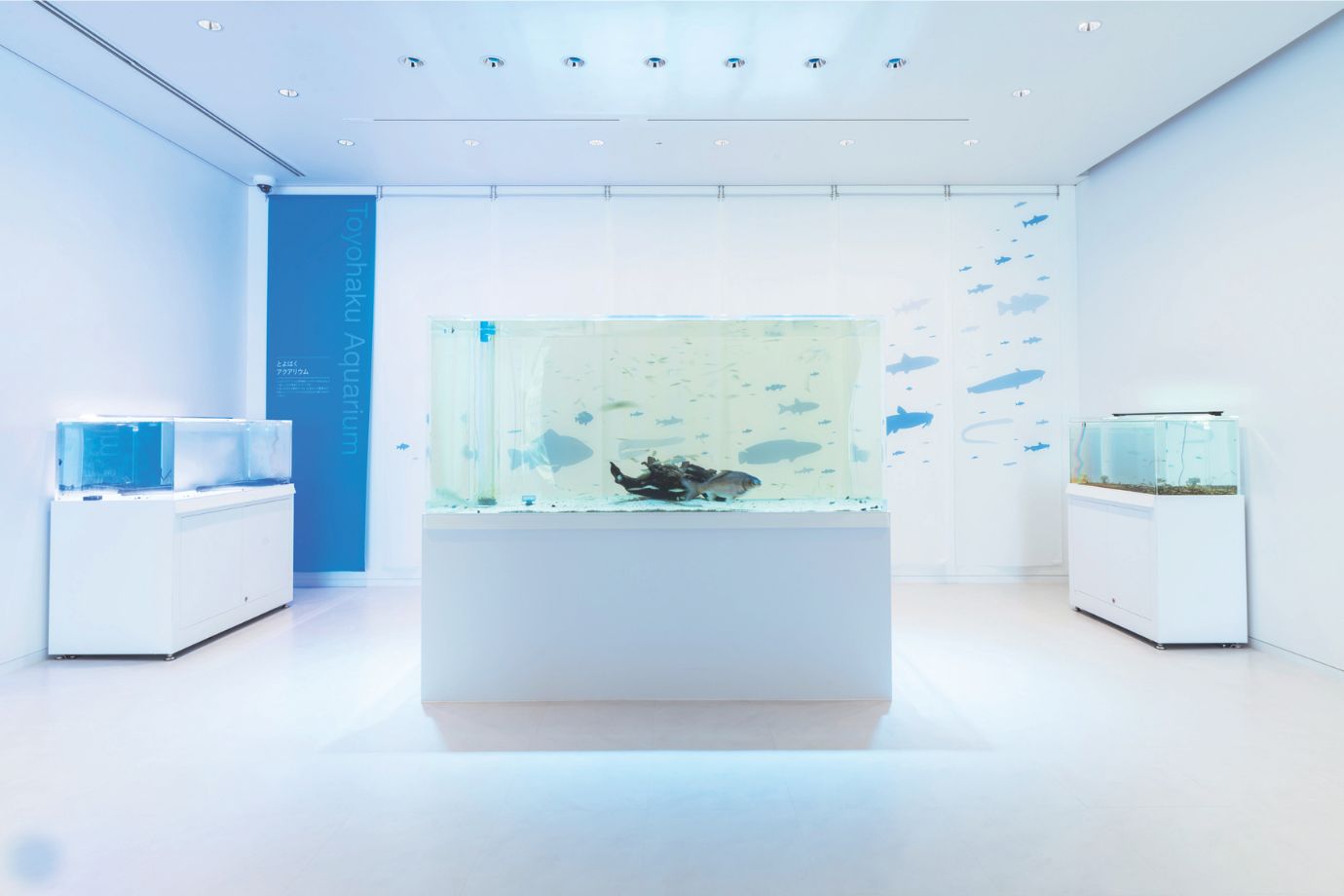 とよはくアクアリウム