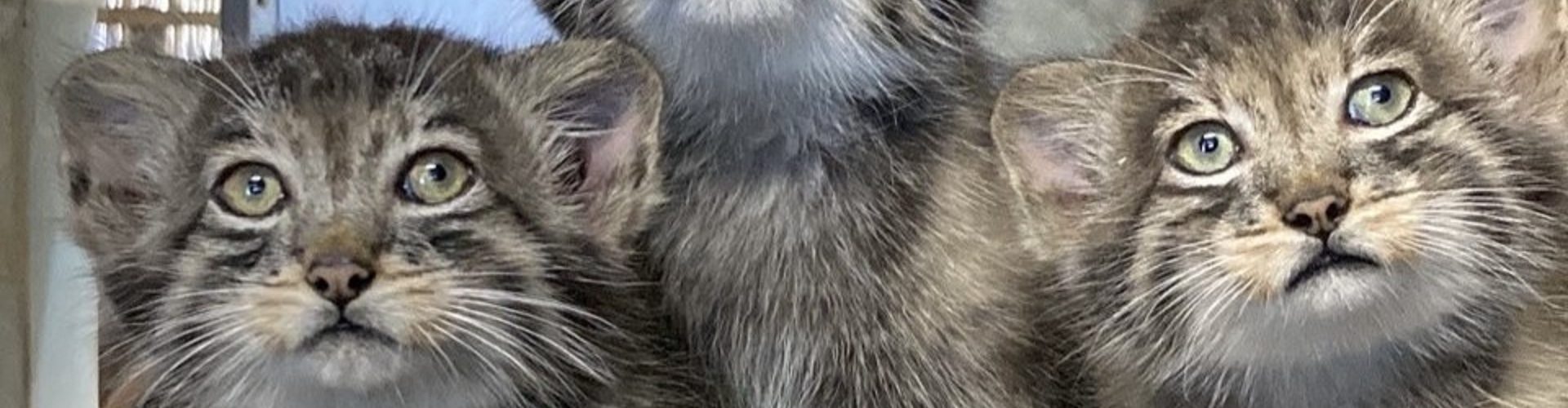 動物園のスターの素顔　マヌルネコ編