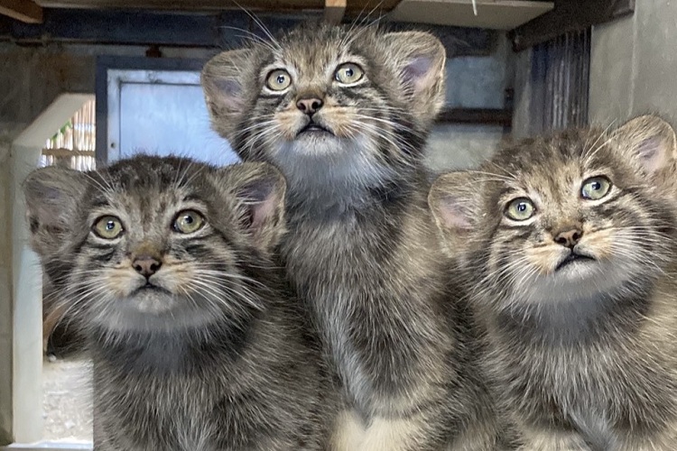 動物園のスターの素顔　マヌルネコ編