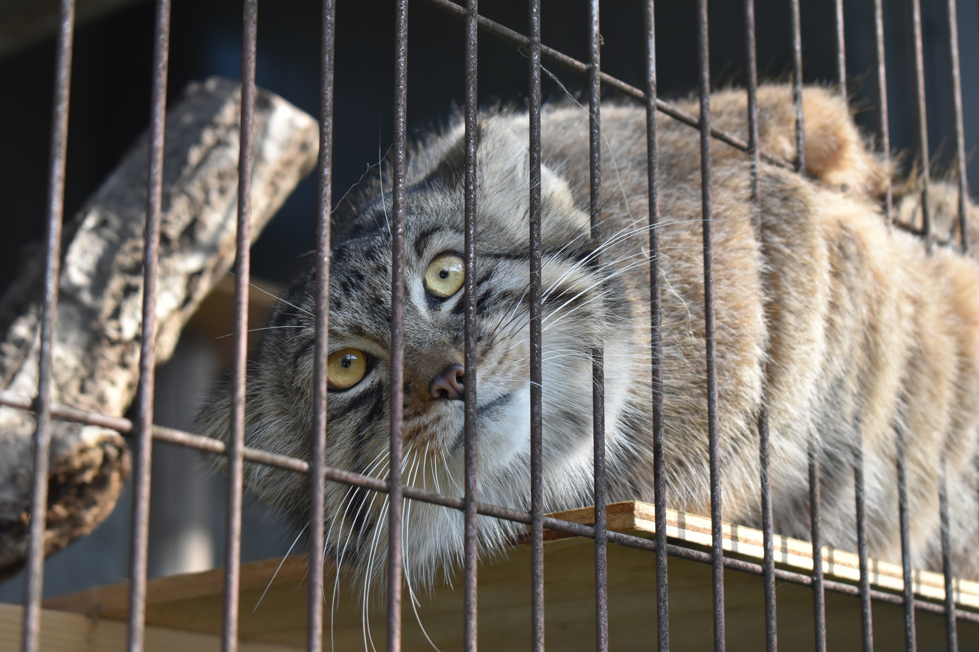 来園者による愛称投票の結果、名古屋ゆかりの三英傑から「ノブ」「ヒデ」「ヤス」に決定しました。