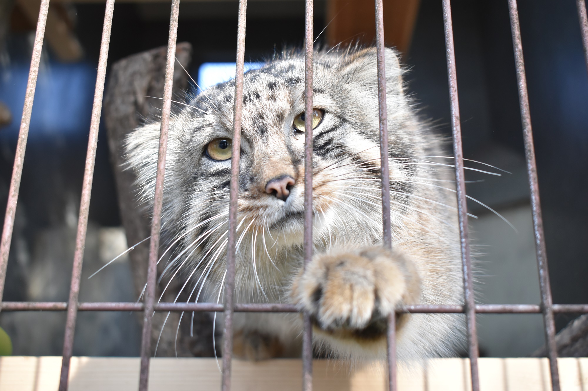 3匹は普段、運動場と寝室（非公開エリア）を自由に行き来し、マイペースに過ごしていますが、運動場に出てくると、マヌルネコ舎前はたくさんの人で大賑わい！