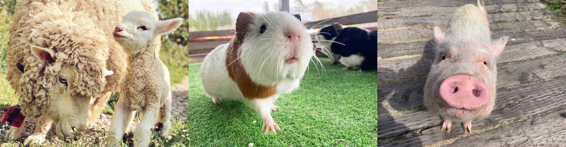 【愛知・岐阜・三重】かわいい動物とふれあえる牧場スポット3選