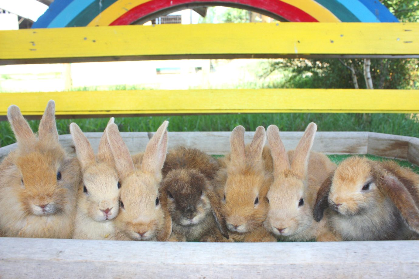 「どうぶつ広場」の人気者・うさぎには、実際にふれあうことができます。そっとなでてみると、ふんわりとした毛並みに癒やされますよ。 