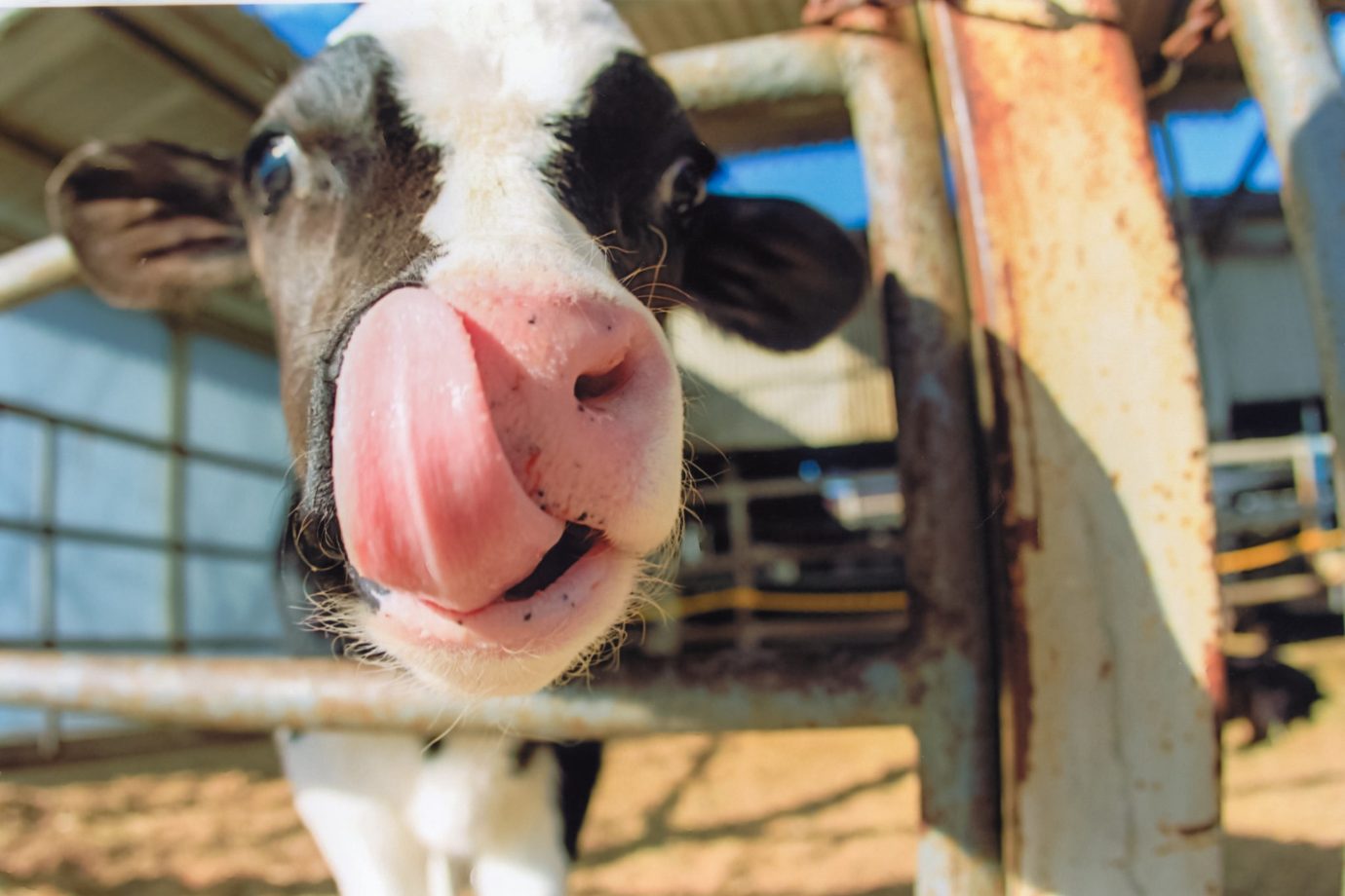 牧場ならではの体験として人気なのが、ホルスタインやジャージーなどの牛の乳しぼり体験。自分の手でしぼることで、自然の恵みを実感できます。 