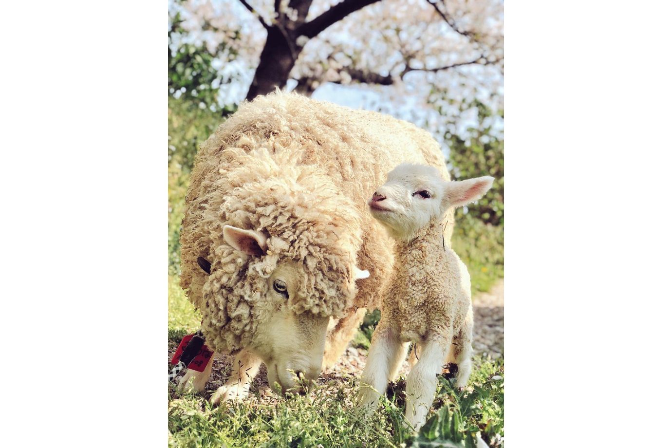 「どうぶつ広場」では羊にエサやり体験も楽しめます。季節によって毛刈りをしている様子や、赤ちゃんの羊に出会えることも。 