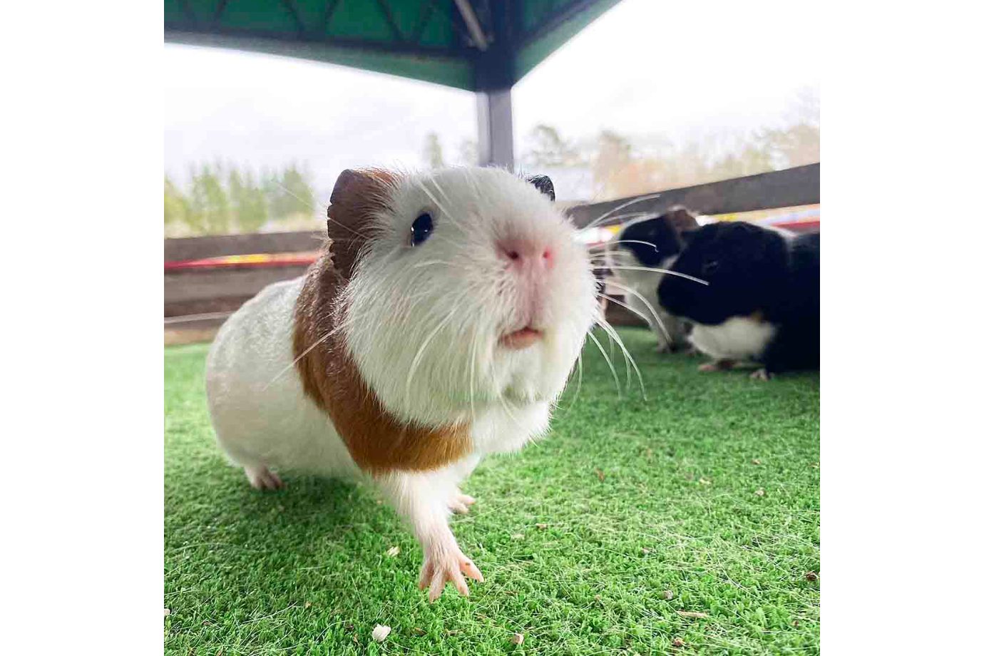 愛らしい顔が魅力のモルモットは、「あにまるたっち」の時間帯にふれあうことができます。