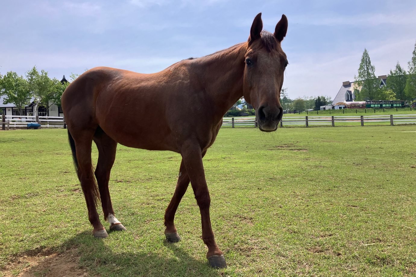 クォーターホースというやさしい性格の馬には、ニンジンをあげることができます。乗馬体験も楽しめますよ。 