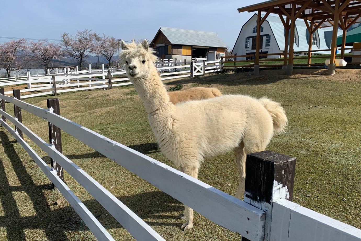 ふわふわの毛並みと長い首が特徴のアルパカにはおやつをあげる体験ができ、近くで見るとそのおだやかな表情に思わず笑顔になります。