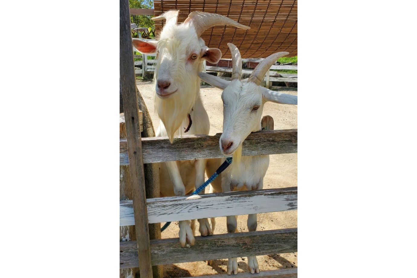 シバヤギとふれあえるエリアでは、エサやり体験も可能。間近で観察すると、見た目や動きの違いなど新しい発見があり、ヤギの生態も学ぶことができます。 