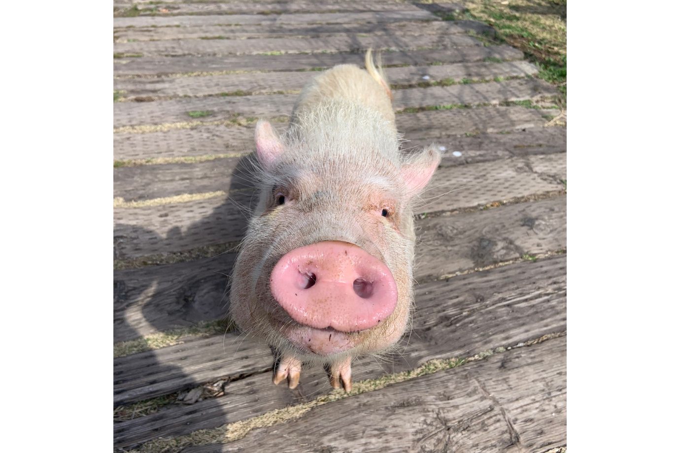園内で人気なのが、ポッドベリーピッグというミニブタによるショー。日々のトレーニングで身につけたユニークな動きやしぐさを披露します。 