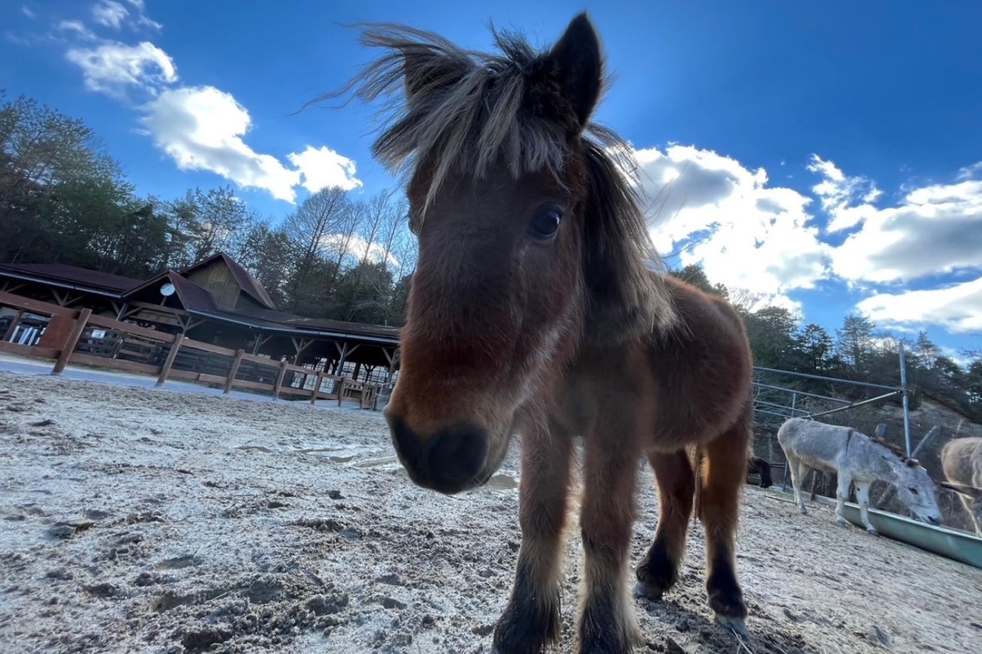 シェトランドポニーの乗馬体験では、動物との接し方を学びながら、ポニーとの距離がぐっと近づく特別な時間を過ごせます。 