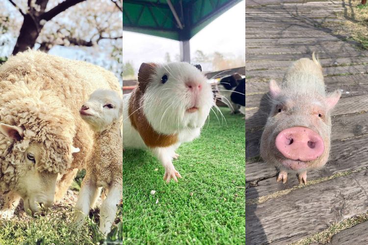 【愛知・岐阜・三重】かわいい動物とふれあえる牧場スポット3選
