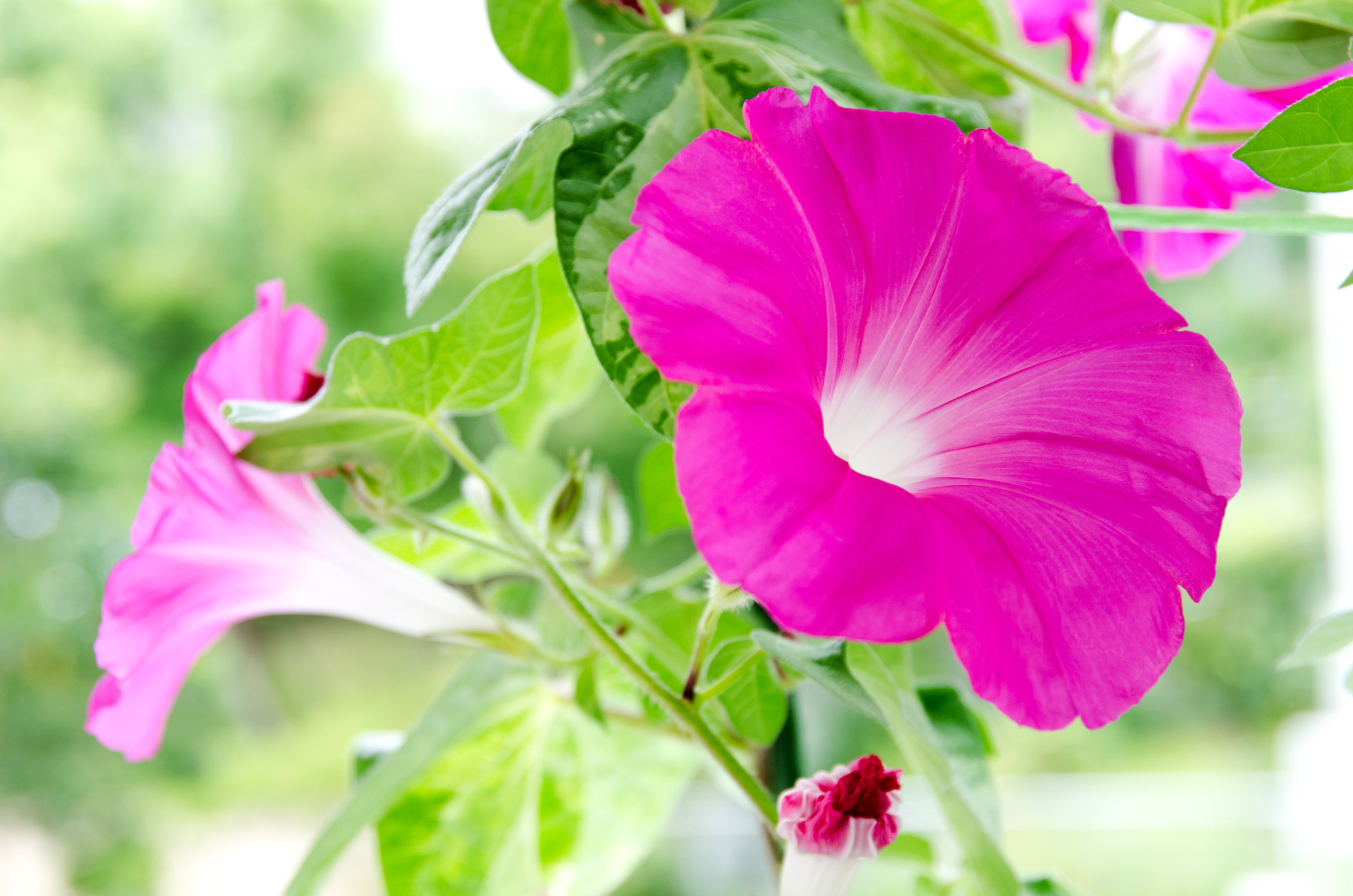 緑のカーテンキャンペーンとは