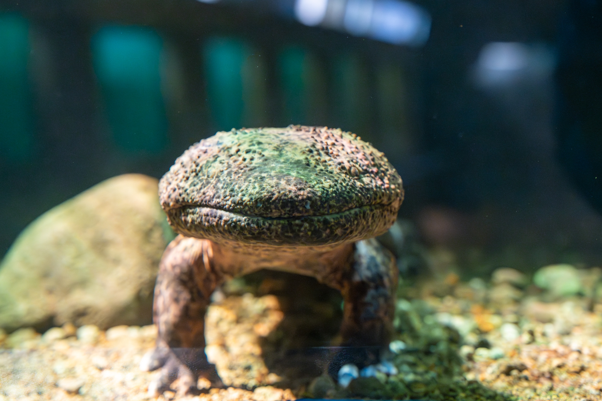 入口にある「赤目滝水族館」では、特別天然記念物のオオサンショウウオをはじめ、渓流にすむ生き物たちを間近で観察できます。 